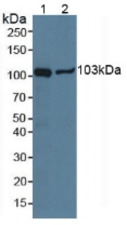 Invitrogen NPEPPS Polyclonal Antibody:Antibodies:Primary Antibodies