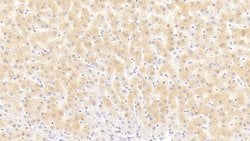 Invitrogen NPEPPS Polyclonal Antibody 20 &mu;L; Unconjugated:Antibodies,