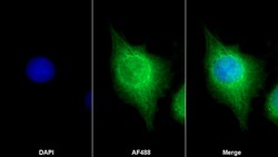 Invitrogen NPEPPS Polyclonal Antibody 200 &mu;L | Buy Online | Invitrogen&trade; | Fisher Scientific