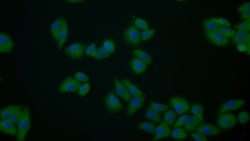 Invitrogen PKM2 Polyclonal Antibody 200 &mu;L; Unconjugated:Antibodies,