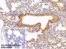 Invitrogen PKM2 Polyclonal Antibody 200 &mu;L; Unconjugated:Antibodies,
