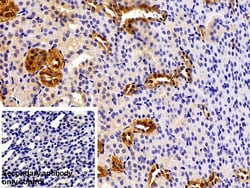 Invitrogen PKM2 Polyclonal Antibody 200 &mu;L; Unconjugated:Antibodies,