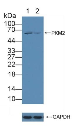 Invitrogen PKM2 Polyclonal Antibody:Antibodies:Primary Antibodies