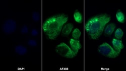 Invitrogen RANK (CD265) Polyclonal Antibody 20 &mu;L; Unconjugated:Antibodies,