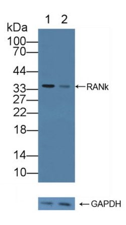 Invitrogen RANK (CD265) Polyclonal Antibody:Antibodies:Primary Antibodies