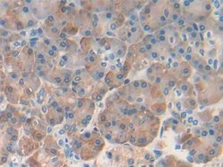 Invitrogen REG1B Polyclonal Antibody 200 &mu;L; Unconjugated:Antibodies,