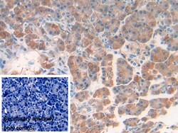 Invitrogen REG1B Polyclonal Antibody 20 &mu;L; Unconjugated:Antibodies,