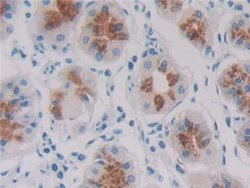 Invitrogen REG1B Polyclonal Antibody 200 &mu;L; Unconjugated:Antibodies,