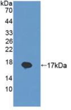 Invitrogen REG1B Polyclonal Antibody 200 &mu;L; Unconjugated:Antibodies,