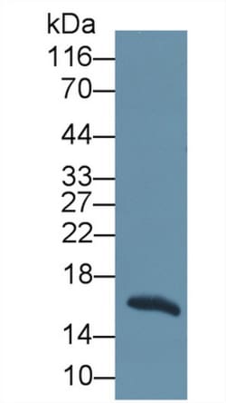 Invitrogen REG1B Polyclonal Antibody 20 &mu;L; Unconjugated:Antibodies,