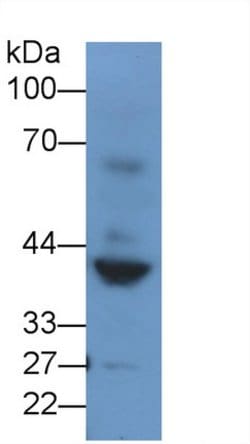 Invitrogen Renin Polyclonal Antibody 20 &mu;L; Unconjugated:Antibodies,