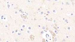Invitrogen RTN1 Polyclonal Antibody:Antibodies:Primary Antibodies