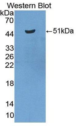 Invitrogen RTN1 Polyclonal Antibody:Antibodies:Primary Antibodies