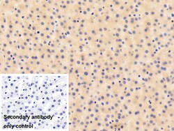Invitrogen RBP4 Polyclonal Antibody 20 &mu;L; Unconjugated:Antibodies,