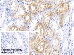 Invitrogen RBP4 Polyclonal Antibody 20 &mu;L; Unconjugated:Antibodies,