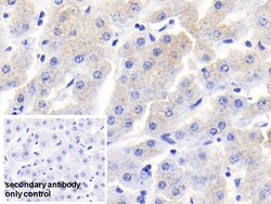 Invitrogen RBP4 Polyclonal Antibody 20 &mu;L; Unconjugated:Antibodies,