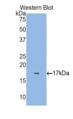 Invitrogen RBP7 Polyclonal Antibody 200 &mu;L; Unconjugated:Antibodies,