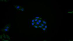 Invitrogen REV1 Polyclonal Antibody:Antibodies:Primary Antibodies