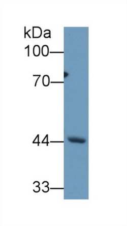 Invitrogen REV1 Polyclonal Antibody:Antibodies:Primary Antibodies