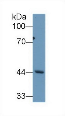 Invitrogen REV1 Polyclonal Antibody:Antibodies:Primary Antibodies