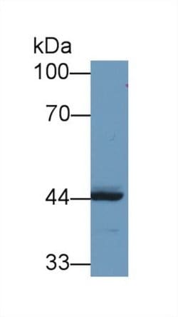 Invitrogen REV1 Polyclonal Antibody:Antibodies:Primary Antibodies