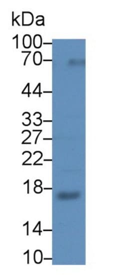 Invitrogen RNASE2 Polyclonal Antibody 20 &mu;L; Unconjugated:Antibodies,