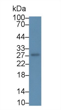 Invitrogen RNF39 Polyclonal Antibody:Antibodies:Primary Antibodies