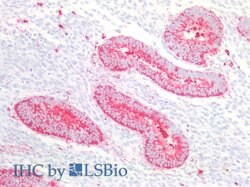 Invitrogen REXO2 Polyclonal Antibody 200 &mu;L; Unconjugated:Antibodies,