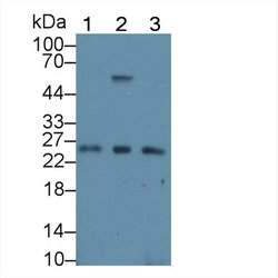 Invitrogen REXO2 Polyclonal Antibody 200 &mu;L; Unconjugated:Antibodies,