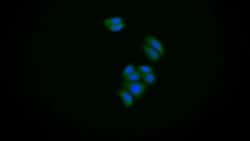 Invitrogen S100A6 Polyclonal Antibody 20 &mu;L; Unconjugated:Antibodies,