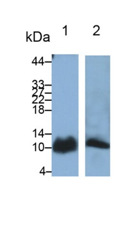Invitrogen S100A6 Polyclonal Antibody 20 &mu;L; Unconjugated:Antibodies,