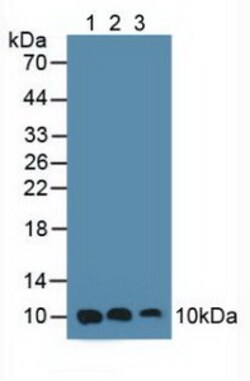 Invitrogen S100A6 Polyclonal Antibody 20 &mu;L; Unconjugated:Antibodies,