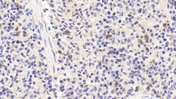 Invitrogen SCRN1 Polyclonal Antibody:Antibodies:Primary Antibodies