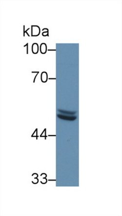 Invitrogen SCRN1 Polyclonal Antibody:Antibodies:Primary Antibodies