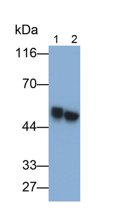 Invitrogen SCRN1 Polyclonal Antibody 200 &mu;L; Unconjugated:Antibodies,