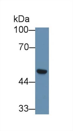 Invitrogen SCRN1 Polyclonal Antibody 200 &mu;L; Unconjugated:Antibodies,