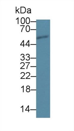 Invitrogen SCRN1 Polyclonal Antibody:Antibodies:Primary Antibodies