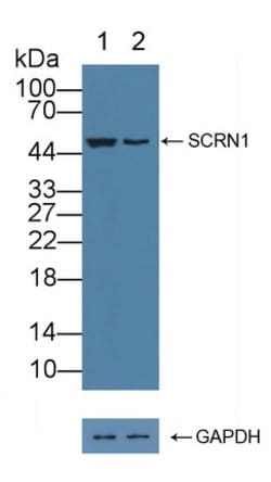Invitrogen SCRN1 Polyclonal Antibody:Antibodies:Primary Antibodies