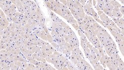 Invitrogen SEMA5B Polyclonal Antibody:Antibodies:Primary Antibodies