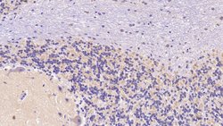 Invitrogen SEMA5B Polyclonal Antibody:Antibodies:Primary Antibodies