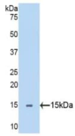 Invitrogen SEMA5B Polyclonal Antibody:Antibodies:Primary Antibodies