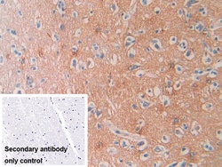 Invitrogen SEPT5 Polyclonal Antibody 20 μL; Unconjugated:Antibodies,