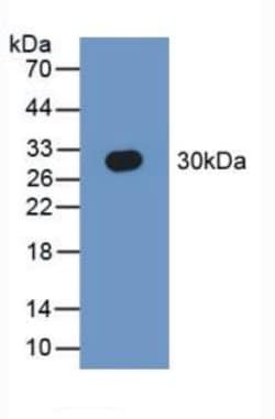 Invitrogen SEPT5 Polyclonal Antibody 20 μL; Unconjugated:Antibodies,