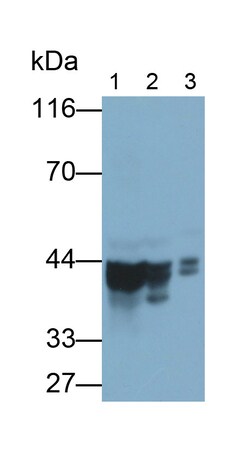 Invitrogen SEPT5 Polyclonal Antibody 20 μL; Unconjugated:Antibodies,