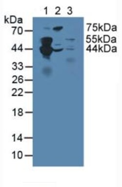 Invitrogen SEPT5 Polyclonal Antibody 20 μL; Unconjugated:Antibodies,