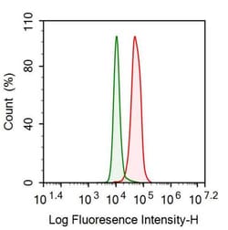 Invitrogen SHMT2 Polyclonal Antibody:Antibodies:Primary Antibodies