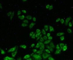 Invitrogen SHMT2 Polyclonal Antibody:Antibodies:Primary Antibodies