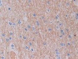 Invitrogen SHMT2 Polyclonal Antibody 20 &mu;L; Unconjugated:Antibodies,