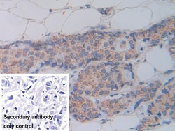 Invitrogen SHMT2 Polyclonal Antibody:Antibodies:Primary Antibodies