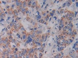 Invitrogen SHMT2 Polyclonal Antibody 20 &mu;L; Unconjugated:Antibodies,